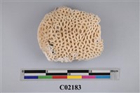 藏品(珊瑚化石)的圖片